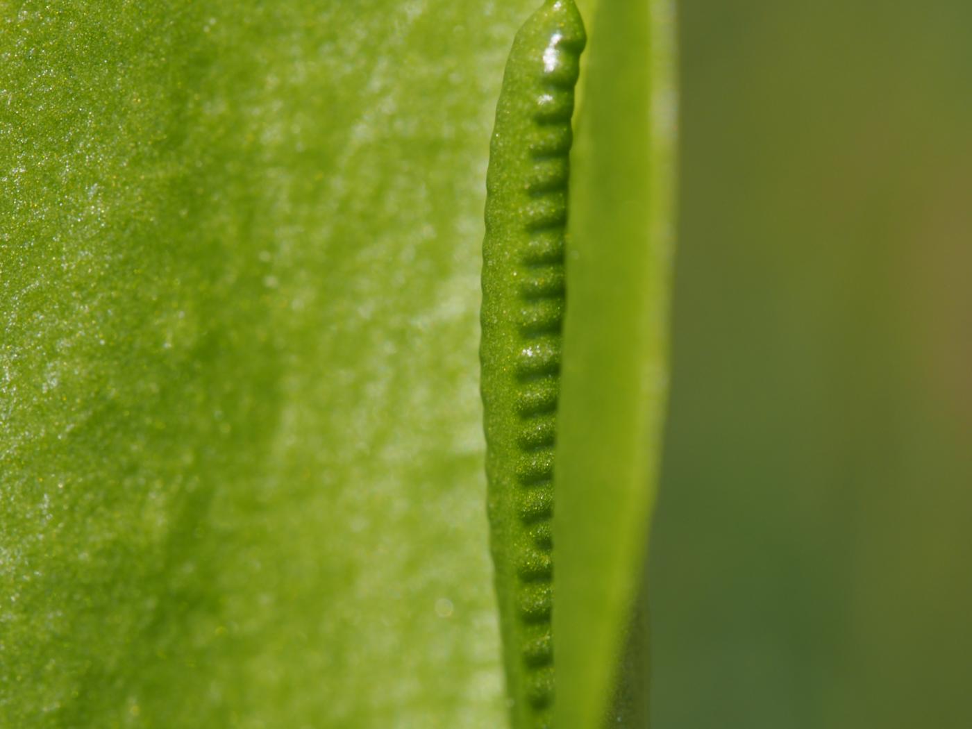 Adderstongue, Common flower